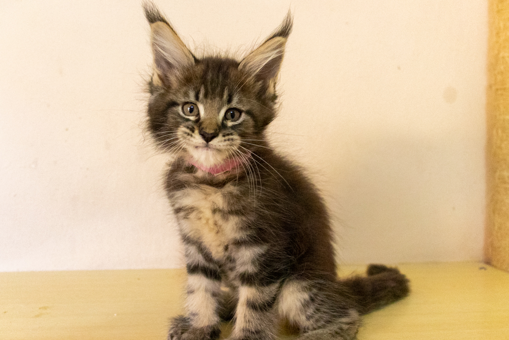 Filhote maine coon